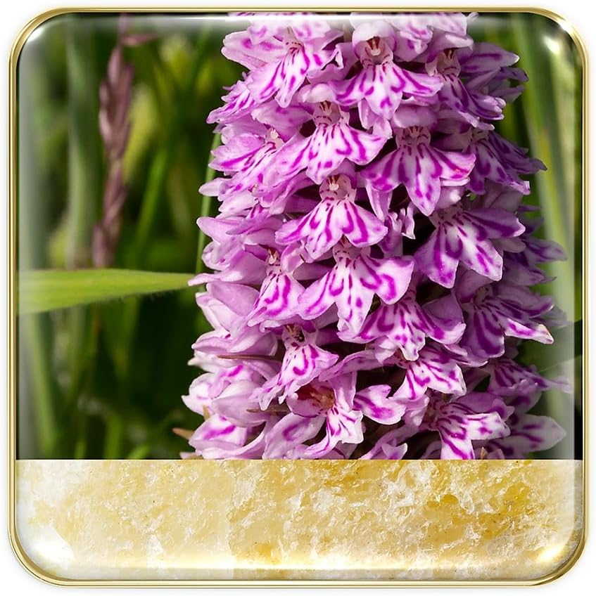 Wild Meadows Eye Quartet